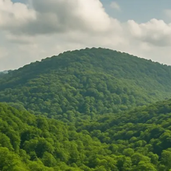 مساحت اراضی جنگلی و بیشه زار**۱۷,۷۰۳,۹۳۴**هکتار