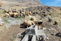 عکس‌های مرتع