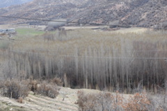 عکس‌های جنگل