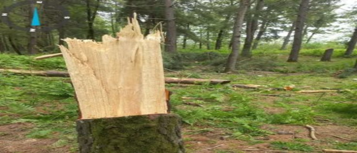 کشف وضبط چوب آلات قاچاق توسط ماموران یگان حفاظت منابع طبیعی صومعه سرا