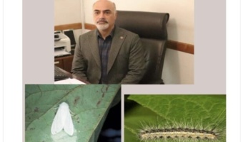 تدابیر تخصصی اداره کل منابع طبیعی وآبخیزداری استان گیلان برای کنترل آفت شب پره سفید آمریکایی