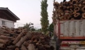 کشف بیش از ۵۰ تن چوب قاچاق در رودسر