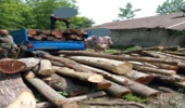 کشف وضبط چوب آلات قاچاق در منطقه سنگر شهرستان رشت