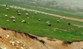 تخریب خاک، مراتع گیلان را تهدید می‌کند
