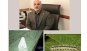 تدابیر تخصصی اداره کل منابع طبیعی وآبخیزداری استان گیلان برای کنترل آفت شب پره سفید آمریکایی