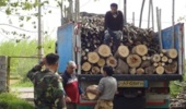 کشف بیش از ۲۶ تن چوب قاچاق به ارزش ۳۰۰ میلیون تومان در لنگرود