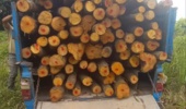 کشف توسکا قاچاق در خمام