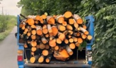 کشف و  ضبط  چوب آلات توسکا در لاهیجان