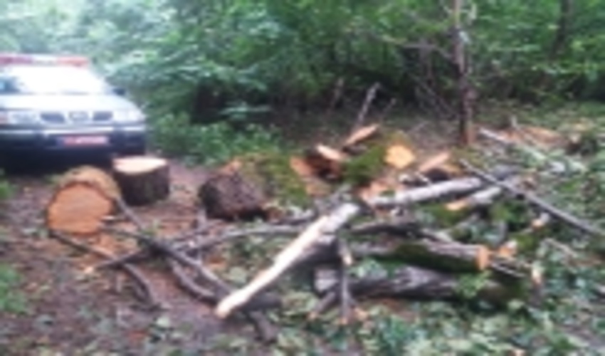 زخمی شدن جنگلبانان فومن در درگیری با قاچاقچیان چوب