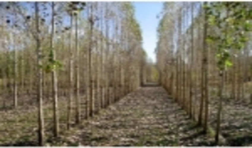 مدیرکل منابع طبیعی گیلان عنوان کردرتبه نخست گیلان در زراعت چوب اراضی مستثنیات