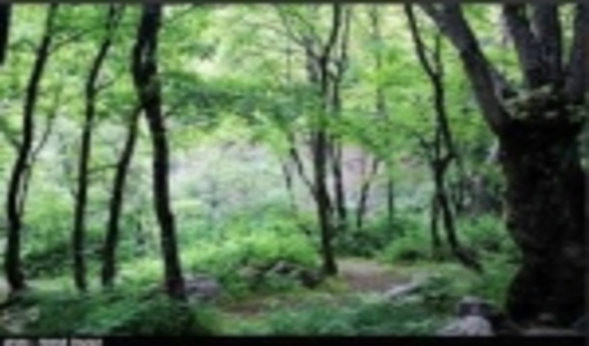 باز سازی جنگلهای آسیب دیده گیلان با کاشت گونه های بومی