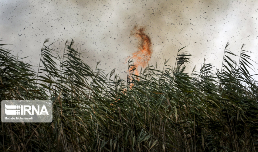 حدود هشت هکتار از نیزارهای تالاب انزلی طعمه حریق شد