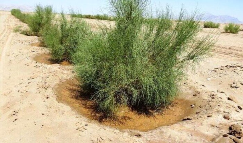 70 درصد مراتع گیلان به دلیل فقر پوشش گیاهی در معرض خطر فرسایش خاک قرار دارد