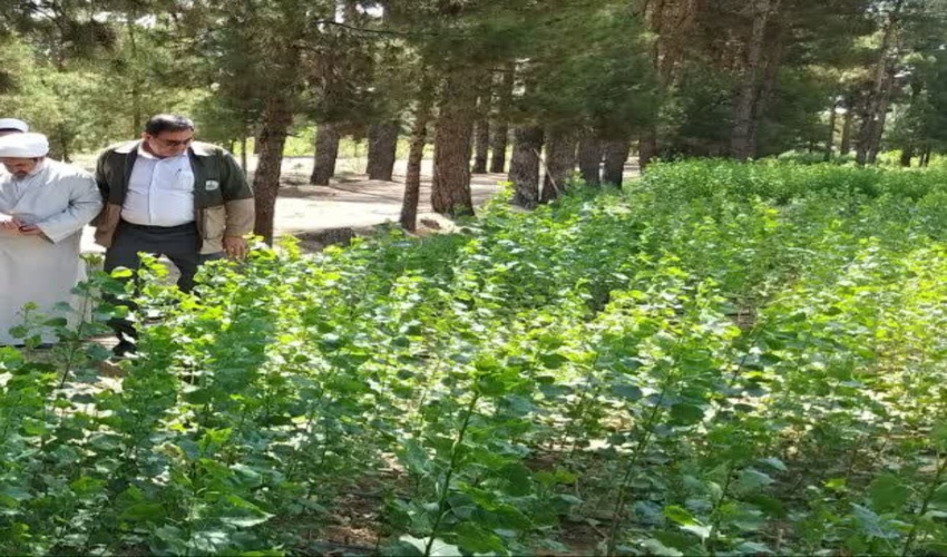 دیدار معاونین و همکاران منابع طبیعی به مناسبت فرا رسیدن سال نو با مدیرکل منابع طبیعی