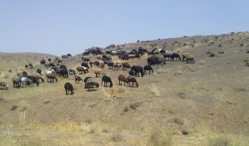 نماینده ولی‌فقیه در وزارت جهاد کشاورزی: حفظ و احیای منابع طبیعی، حرکتی جهادی است