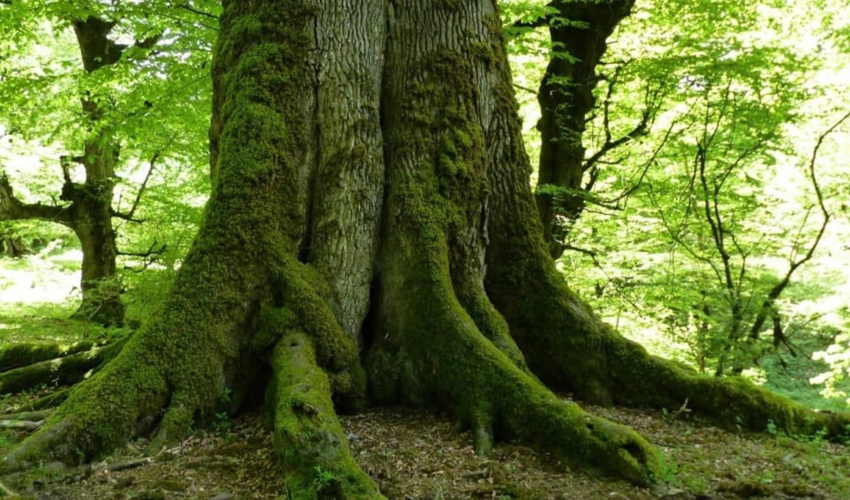 هشدار سازمان بازرسی درباره هجوم آفات به جنگل های شمال کشور