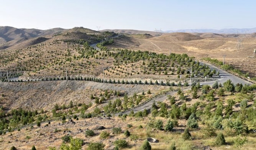 ایران در جمع برترین‌های درختکاری