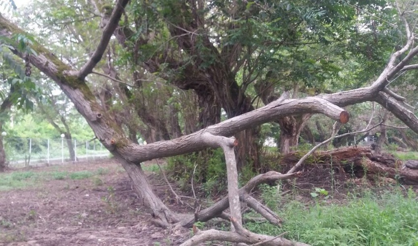 ۲۲ پرونده قطع غیرمجاز درختان جنگلی در شهرستان آستانه اشرفیه رسیدگی شد