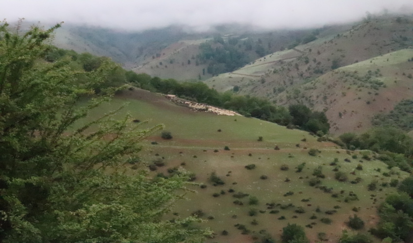 چرای بی رویه دام یکی از عوامل اصلی تخریب جنگل در استان گیلان است 