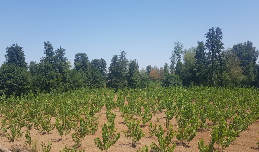 6600هکتار توسعه زراعت چوب در استان گیلان 