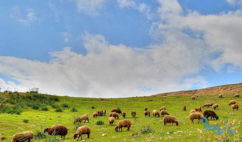 طرح احیای مراتع و تأمین علوفه در کشور اجرایی می‌شود