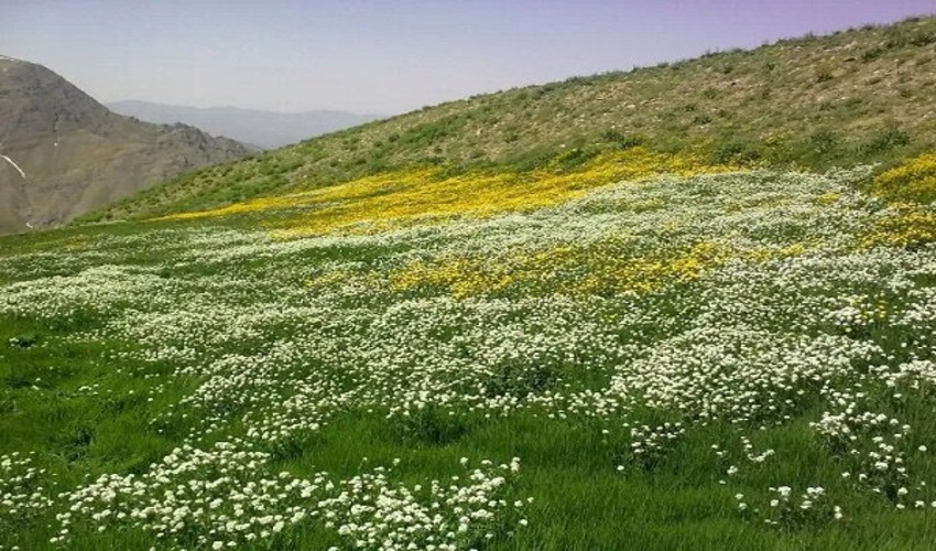 وجود دوسوم گونه های گیاهی اروپا در مراتع ایران