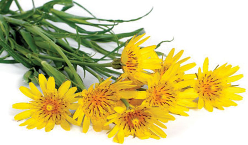 گیـاهــان کوهی و دارویی را ریشــــه‌کن‌نـکنـــید/ این‌گیاهان‌خاص!