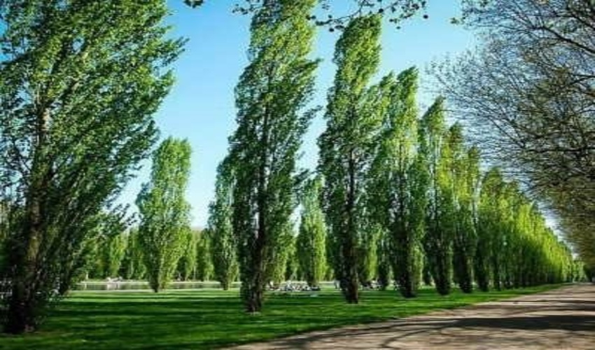 گیلان با صنوبر به بهار سلام می دهد