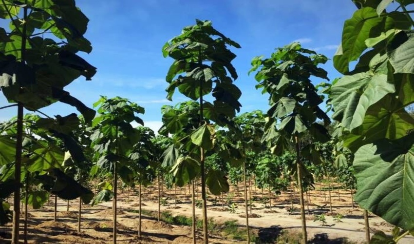 اجازه کشت درخت پالونیا را در اراضی ملی نمی‌دهیم