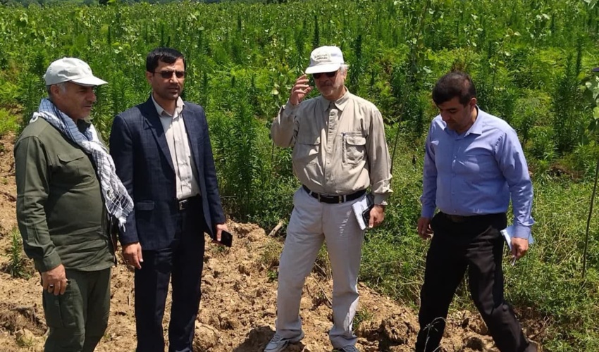 بازدیدمجری طرح مردمی کاشت یک میلیارد درخت از روند پیشرفت اجرای طرح زراعت چوب چوبر خرفکل شهرستان شفت 