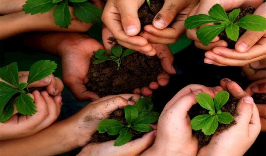 گیلان دارای ۹ نهالستان شاخص و فعال است