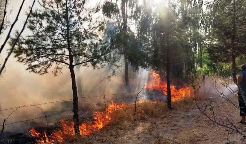 حریق مناطق حفاظت شده درفک روبار در گیلان مهار شد