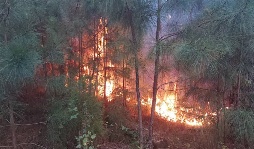 هشدار آتش سوزی در جنگل های گیلان 