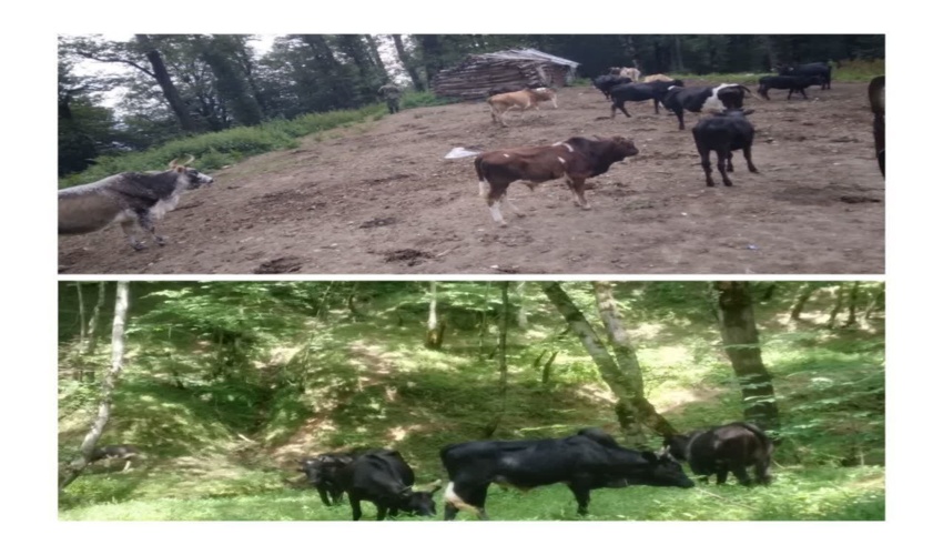 جلوگیری از ورود دام غیرمجاز در مناطق جنگلی