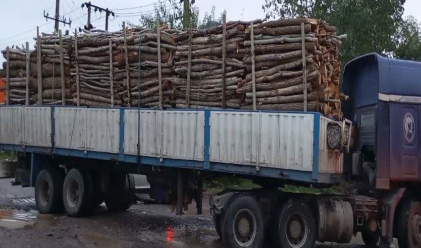 کشف وضبط چوب آلات قاچاقاق وغیر مجاز در رشت