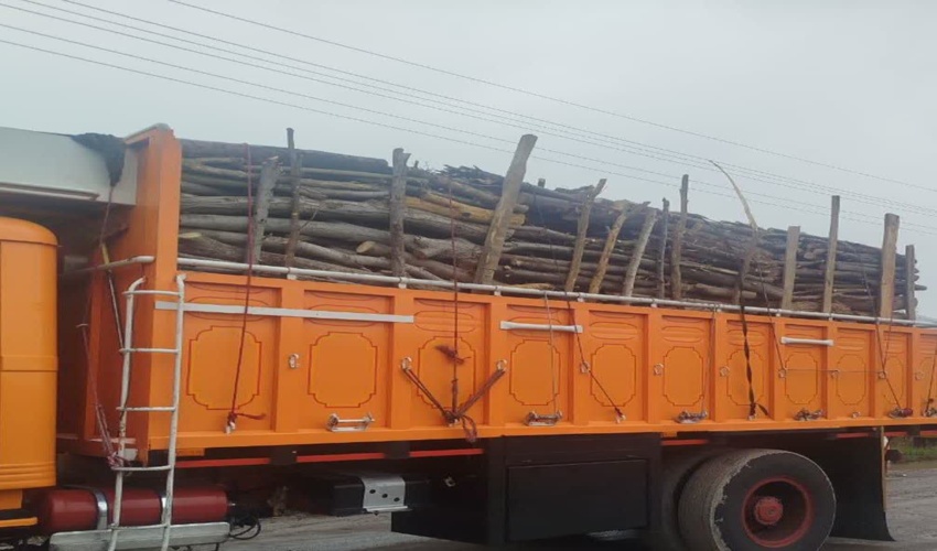 کشف و ضبط چوب آلات قاچاق وغیرمجاز در شهرستان رشت 