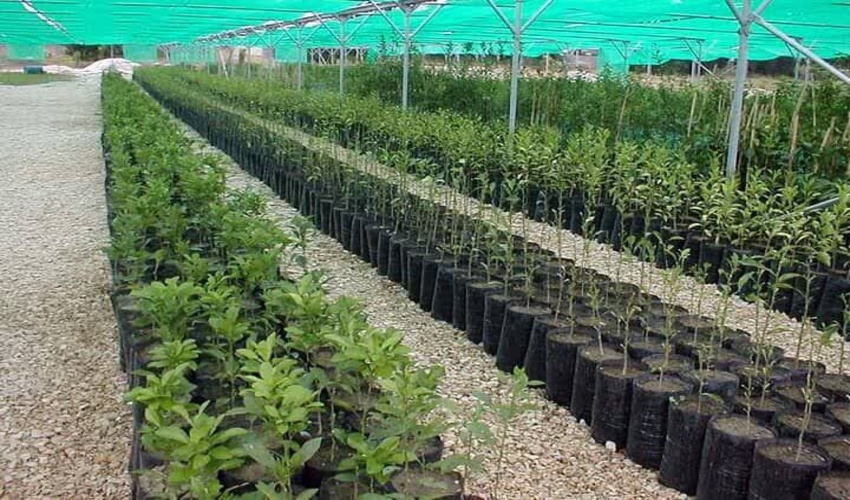 آماده کاشت ۸ میلیون اصله نهال در گیلان هستیم