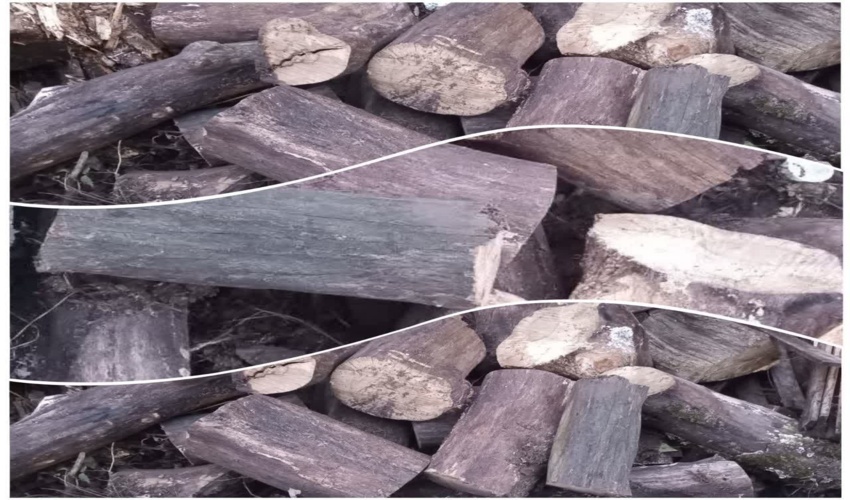 قاچاق چوب آلات جنگلی و غیر مجاز در رشت 