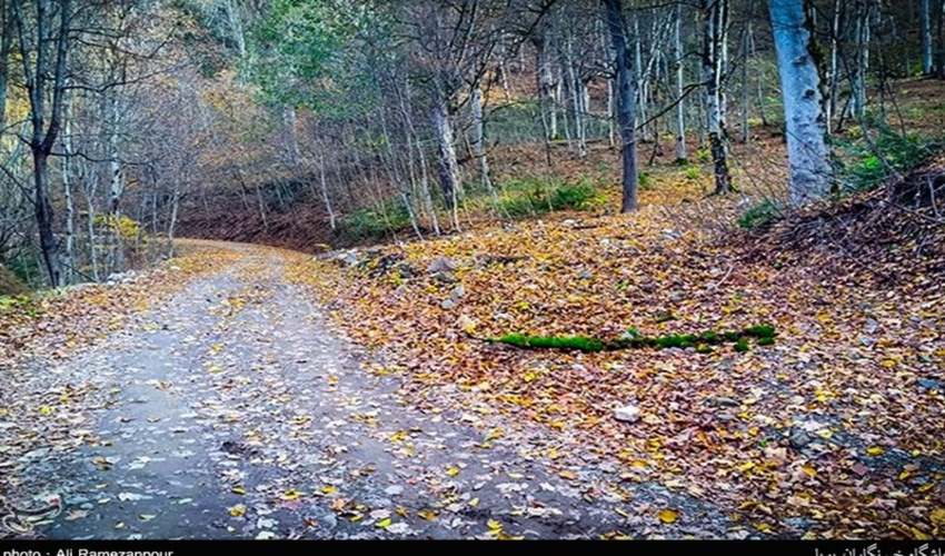 نقش مردم در مدیریت پایدار جنگل‌های هیرکانی