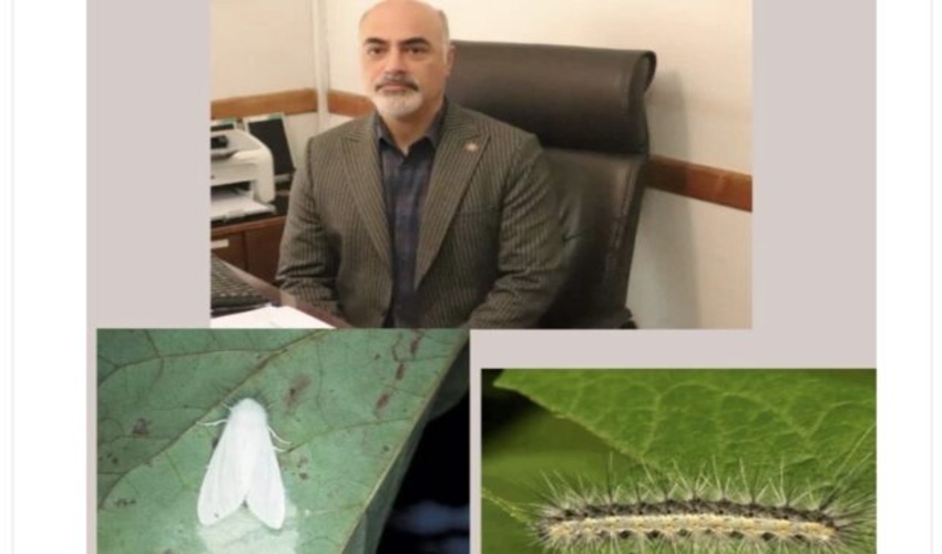 تدابیر تخصصی اداره کل منابع طبیعی وآبخیزداری استان گیلان برای کنترل آفت شب پره سفید آمریکایی