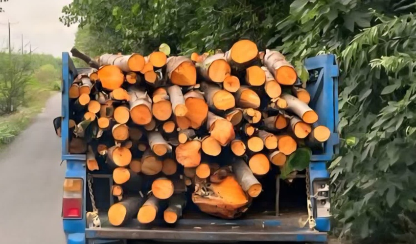 کشف و  ضبط  چوب آلات توسکا در لاهیجان